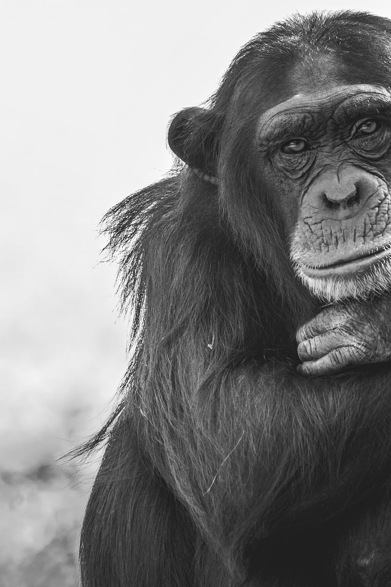 Chimpanzee