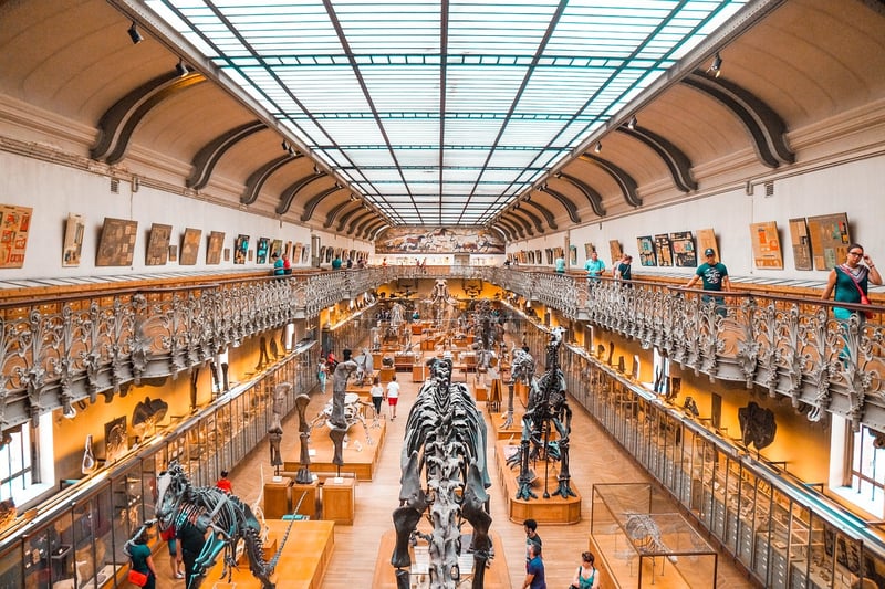 Dinosaur Skeleton